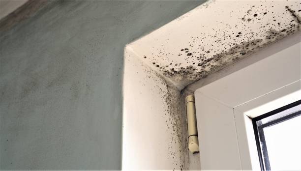 Best Mold Damage Restoration  in Tonopah, NV