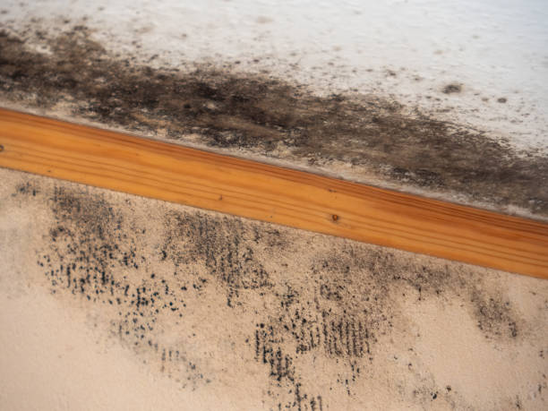 Best Commercial Mold Inspection  in Tonopah, NV