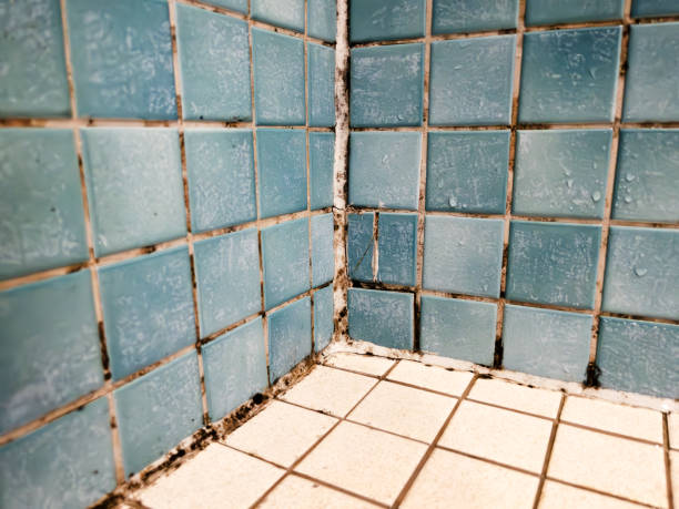 Best Mold Odor Removal Services  in Tonopah, NV