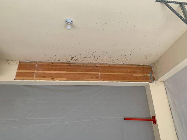 Best Mold Remediation for Rental Properties  in Tonopah, NV